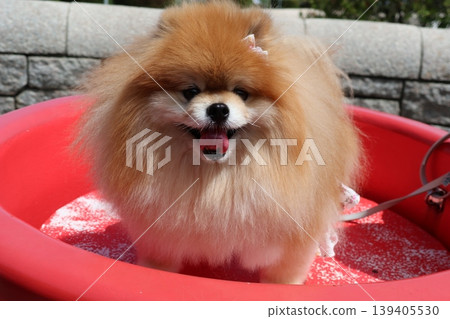 一隻毛茸茸的橙色可愛博美犬。 一隻毛茸茸的橙色可愛博美犬。 139405530
