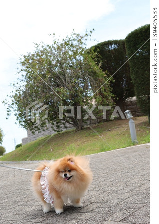 A cute Pomeranian with fluffy orange fur. A cute Pomeranian with fluffy orange fur. 139405533