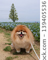一隻毛茸茸的橙色可愛博美犬。 139405536