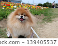 一隻毛茸茸的橙色可愛博美犬。 139405537