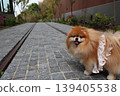 一隻毛茸茸的橙色可愛博美犬。 139405538