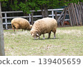Shepherd's clothes 139405659