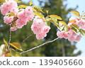 Cute pink double cherry blossoms 139405660
