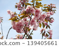 Kawazu cherry blossoms blooming against the blue sky 139405661