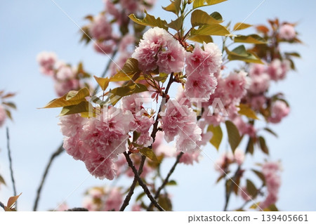 Kawazu cherry blossoms blooming against the blue sky 139405661