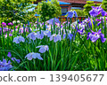 Edo Iris "Summer Appearance" (Horikiri Iris Garden, Katsushika Ward, Tokyo) 139405677