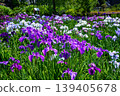 Edo Iris "Aoi no Ue" (Horikiri Iris Garden, Katsushika Ward, Tokyo) 139405678