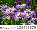 Edo Iris "Pink Frost" (Horikiri Iris Garden, Katsushika Ward, Tokyo) 139405679