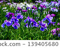 Edo Iris "Oedo" (Horikiri Iris Garden, Katsushika Ward, Tokyo) 139405680