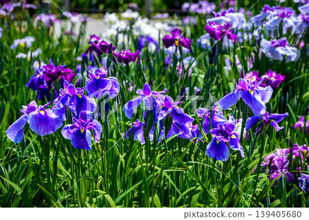 Edo Iris "Oedo" (Horikiri Iris Garden, Katsushika Ward, Tokyo) 139405680