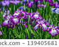 Edo Iris "Imosegawa" (Horikiri Iris Garden, Katsushika Ward, Tokyo) 139405681