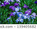 Edo Iris "Shigure Saigyo" (Horikiri Iris Garden, Katsushika Ward, Tokyo) 139405682