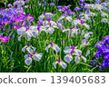 Edo Iris Garden "Nichigetsu" (Horikiri Iris Garden, Katsushika Ward, Tokyo) 139405683