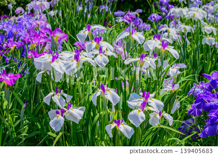 江戶菖蒲花園「日月」（東京都葛飾區堀切菖蒲花園） 139405683