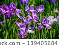 Edo Iris "Chikubane" (Horikiri Iris Garden, Katsushika Ward, Tokyo) 139405684