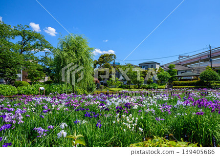 東京都葛飾區堀切菖蒲園 2 東京都葛飾區堀切菖蒲園 2 139405686
