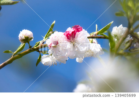 盛開的梅花 盛開的梅花 139405699