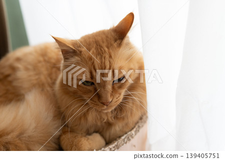 Cute cat relaxing by the window: brown tabby cat Cute cat relaxing by the window: brown tabby cat 139405751