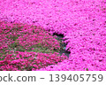 Park with moss phlox 139405759
