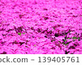 Moss phlox spreading all over 139405761