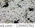  White flower 139405762
