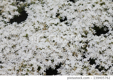 白花 白花 139405762