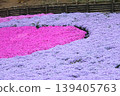 Park with moss phlox 139405763