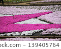 Park with moss phlox 139405764