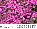 Moss phlox  139405855