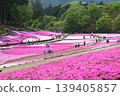 Park with moss phlox 139405857
