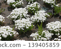  White flower 139405859