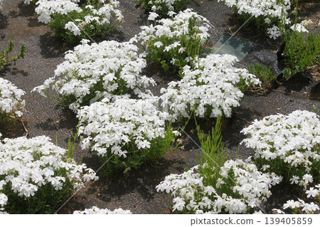 White flower White flower 139405859
