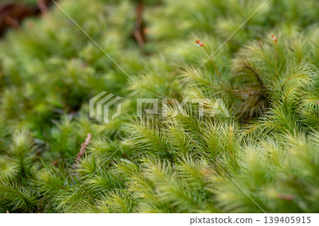 用微距鏡頭拍攝蓬鬆的苔蘚 用微距鏡頭拍攝蓬鬆的苔蘚 139405915