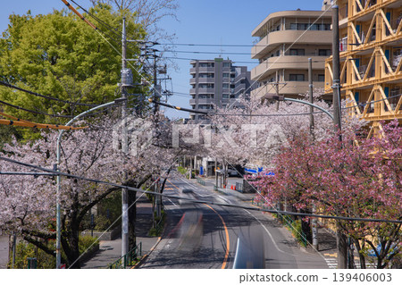 Traffic on Shin-Ome Kaido with cherry blossoms in full bloom [Urban image] 139406003