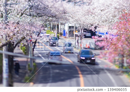 Miniature-style cherry blossoms in full bloom on the Shin-Ome Highway [Urban Image] 139406035
