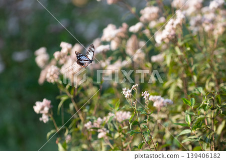 Traveling butterfly Chestnut tiger Traveling butterfly Chestnut tiger 139406182
