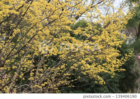 三水之花 三水之花 139406190