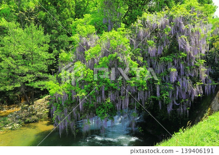 Wisteria in a clear, sunny day Wisteria in a clear, sunny day 139406191