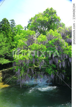 Wisteria in a clear, sunny day Wisteria in a clear, sunny day 139406194