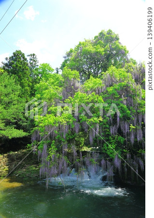 Wisteria in a clear, sunny day Wisteria in a clear, sunny day 139406199