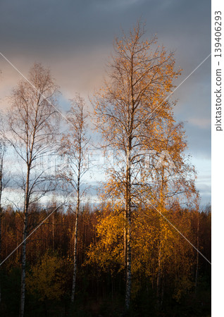Yellow autumn trees in Western Finland Yellow autumn trees in Western Finland 139406293