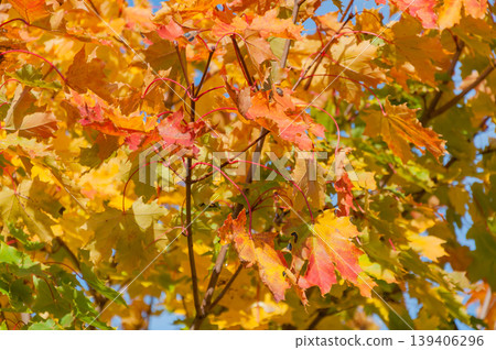 Colourful autumn leaves in Western Finland Colourful autumn leaves in Western Finland 139406296