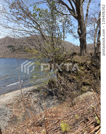 Hokkaido, Lake Shikotsu: A landscape of trees with strong roots firmly planted on the lakeshore and the clear surface of the lake. Hokkaido, Lake Shikotsu: A landscape of trees with strong roots firmly planted on the lakeshore and the clear surface of the lake. 139406362