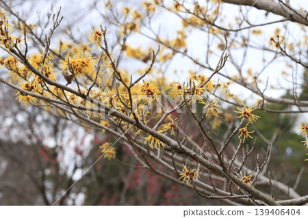 Witch hazel flower Witch hazel flower 139406404