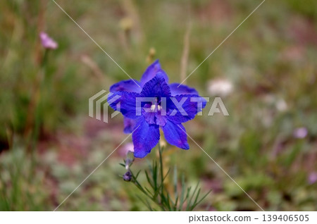 Flowers that bloom on the vast plains of Mongolia Flowers that bloom on the vast plains of Mongolia 139406505