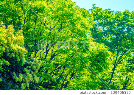 Yokohama, Japan: The cityscape in springtime, with its vibrant green foliage... Forests becoming even more vivid in color... = Yokohama City Yokohama, Japan: The cityscape in springtime, with its vibrant green foliage... Forests becoming even more vivid in color... = Yokohama City 139406553