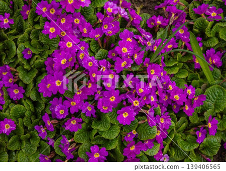 Purple primula or pruhoniciana with yellow pith and green Leaves background. Primula pruhonice Wanda purple flowers bush profusely blooming spring flowers. Purple primula or pruhoniciana with yellow pith and green Leaves background. Primula pruhonice Wanda purple flowers bush profusely blooming spring flowers. 139406565