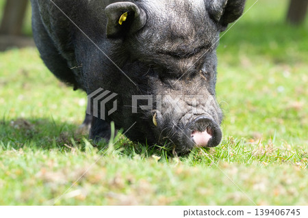 Close-Up of Black Pot-Bellied Pig Eating Grass Close-Up of Black Pot-Bellied Pig Eating Grass 139406745