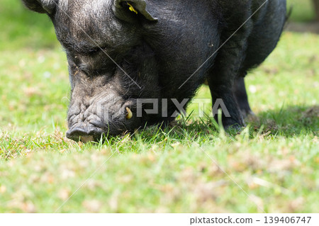 Close-Up of Black Pot-Bellied Pig Eating Grass  139406747