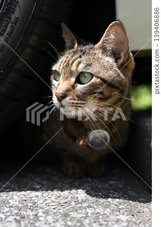 隱藏在汽車下的貓 隱藏在汽車下的貓 139406886